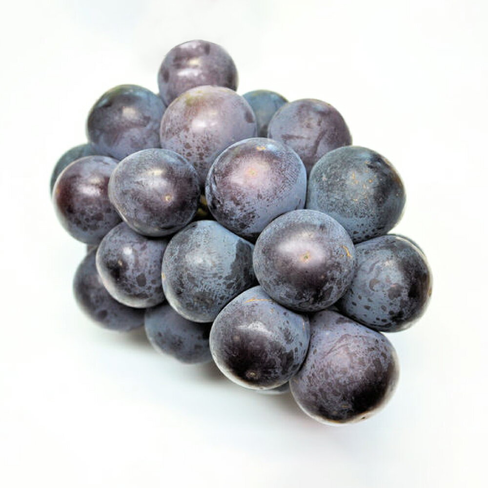 オーロラブラック 2房 1房480g以上 化粧箱入り 大粒 ぶどう ブドウ 葡萄 くだもの 果物 果実 フルーツ ギフト 贈答 冷蔵 国産 岡山県 美咲町 送料無料 【2026年8月下旬～9月下旬迄発送予定】