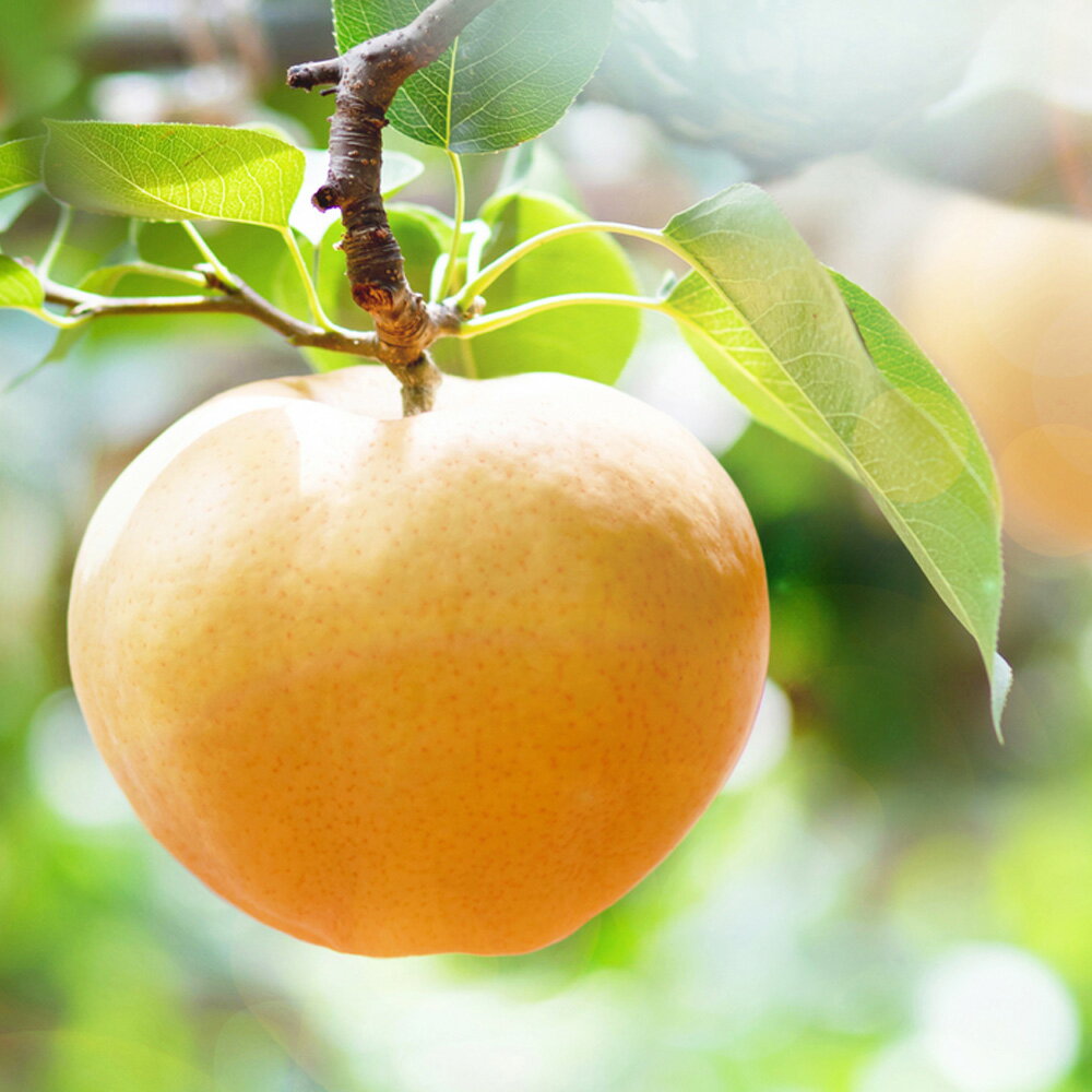 【ふるさと納税】あたご梨 鴨梨（ヤーリー） 詰合せ 贈答箱 〈選べる〉 合計 約2kg～4.5kg 梨 和梨 愛宕梨 ヤーリー 旬 果物 フルーツ お取り寄せ デザート 選べる容量 詰め合わせ 食べ比べ ギフト 送料無料【2025年11月下旬-12月下旬発送予定】 サムネイル2