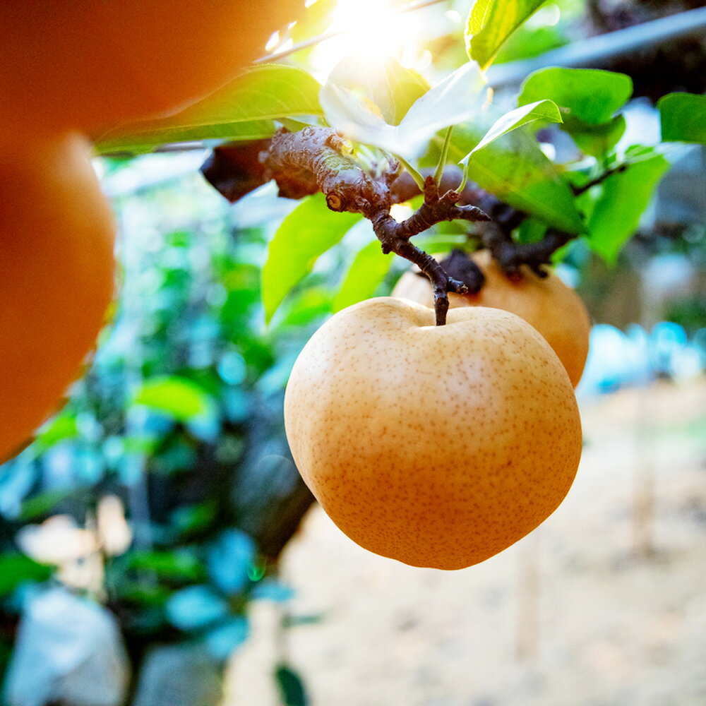 【ふるさと納税】あたご梨 鴨梨（ヤーリー） 詰合せ 贈答箱 〈選べる〉 合計 約2kg～4.5kg 梨 和梨 愛宕梨 ヤーリー 旬 果物 フルーツ お取り寄せ デザート 選べる容量 詰め合わせ 食べ比べ ギフト 送料無料【2025年11月下旬-12月下旬発送予定】 サムネイル3