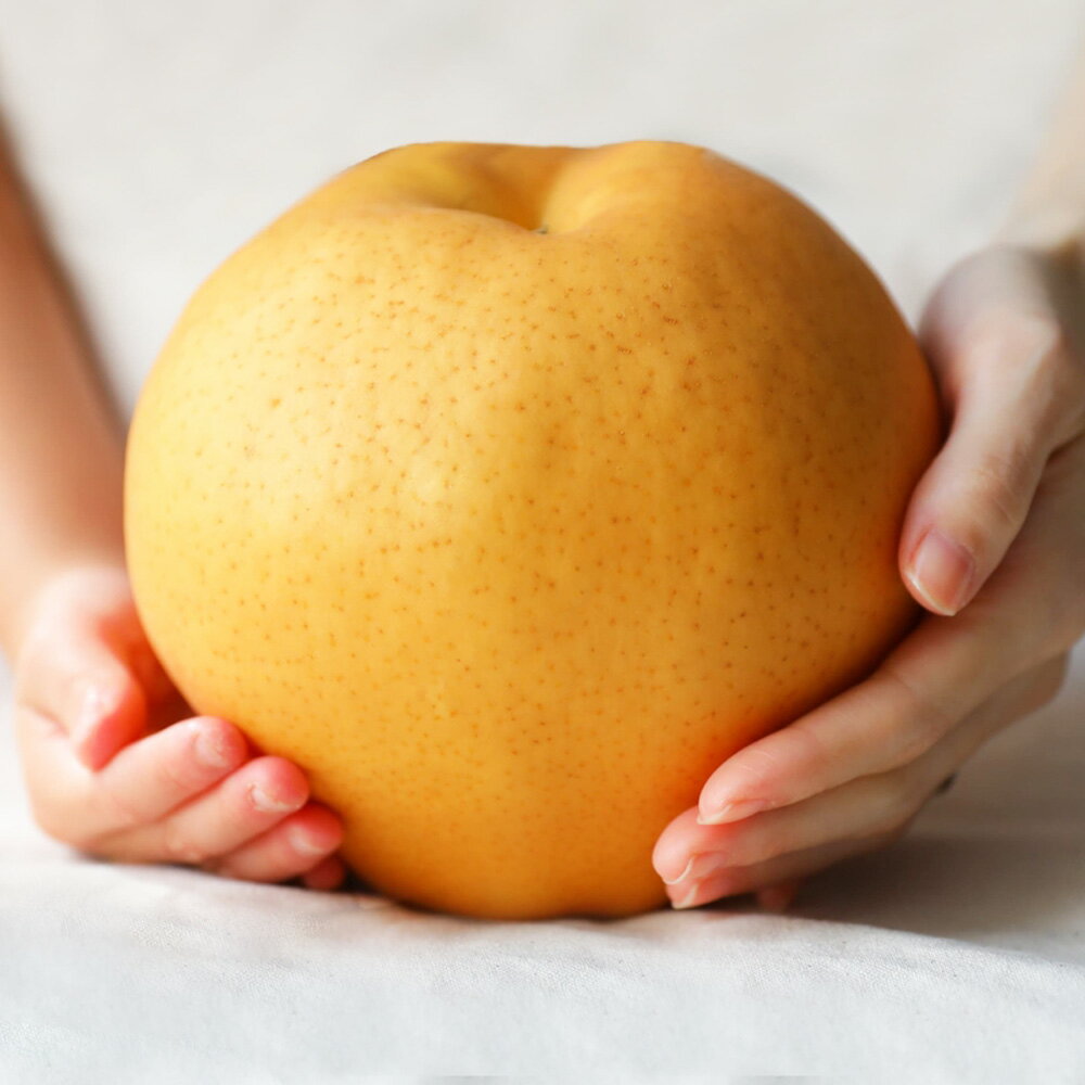 備前横綱梨 あたご梨 超大玉 贈答箱 〈選べる〉 1～3玉 1玉約1kg～1.4kg 梨 なし ナシ 和梨 愛宕梨 旬 果物 フルーツ お取り寄せ デザート おやつ ギフト 贈答 選べる容量 送料無料【2025年11月下旬-12月下旬発送予定】