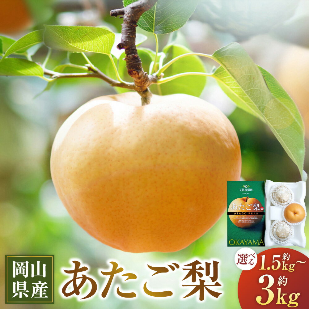 あたご梨 ＜選べる＞ 合計約1.5kg（3～4玉）or 合計約3kg（3～5玉） 化粧箱 愛宕梨 梨 なし ナシ フルーツ くだもの 果物 果実 岡山県産 岡山県 美咲町 送料無料 【2025年11月下旬～12月下旬発送予定】