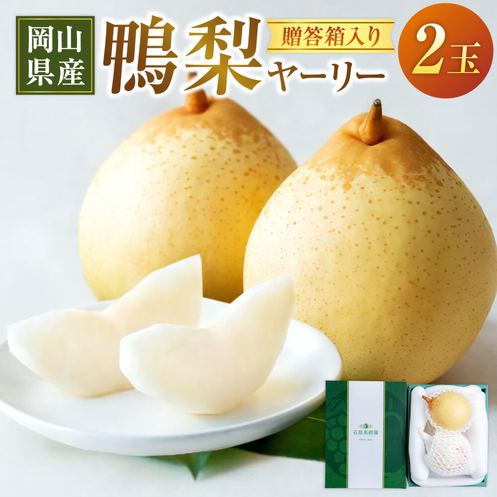 鴨梨 ヤーリー 2玉 贈答箱 梨 なし ナシ フルーツ くだもの 果物 果実 岡山県産 岡山県 美咲町 送料無料 【2025年11月下旬～12月下旬発送予定】