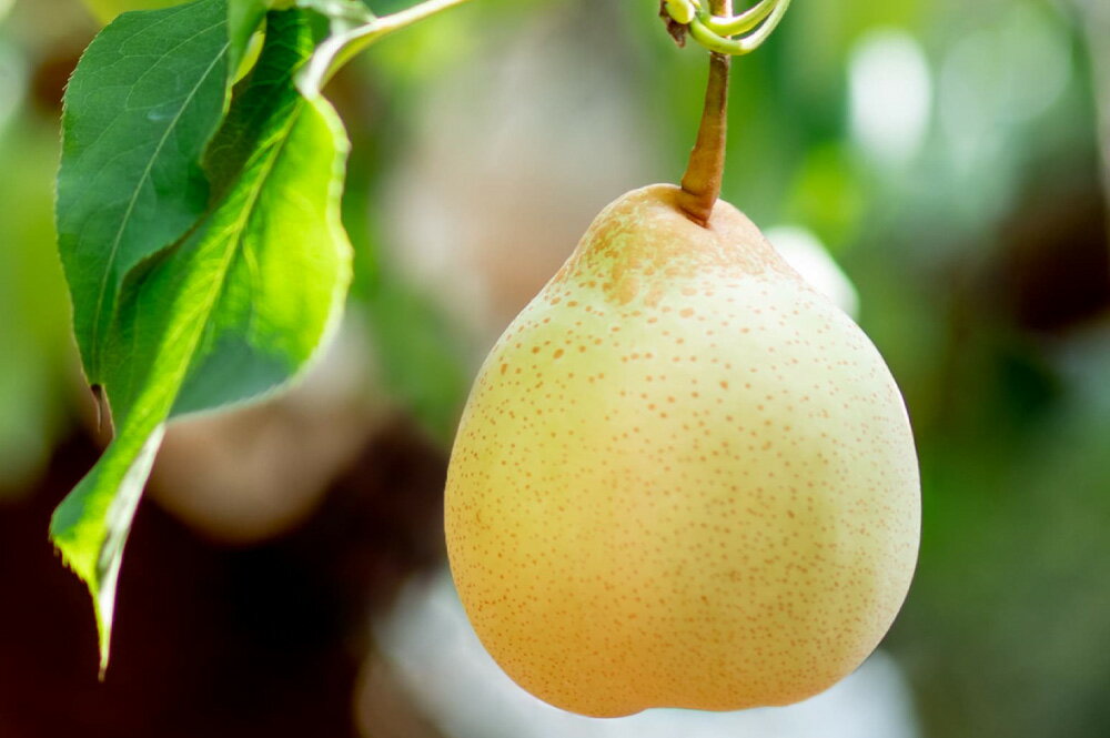 【ふるさと納税】備前乙女梨 〈選べる〉約2kg（3～4玉）または 約3kg（5～6玉）または 約4kg（6～9玉） 梨 なし ナシ フルーツ くだもの 果物 果実 岡山県産 岡山県 美咲町 送料無料 【2025年11月下旬～12月下旬発送予定】 サムネイル3