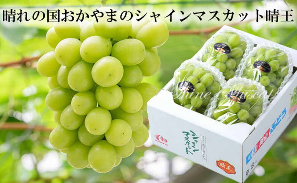 【ふるさと納税】ご家庭用 シャインマスカット 晴王 〈選べる 容量〉約400g(1房) / 約800g(2房) / 約1.5kg(3～6房) / 約2kg(3～6房) ぶどう 葡萄 マスカット 果物 フルーツ デザート 家庭用 岡山県産 送料無料【2025年8月下旬～11月下旬迄発送】 サムネイル2