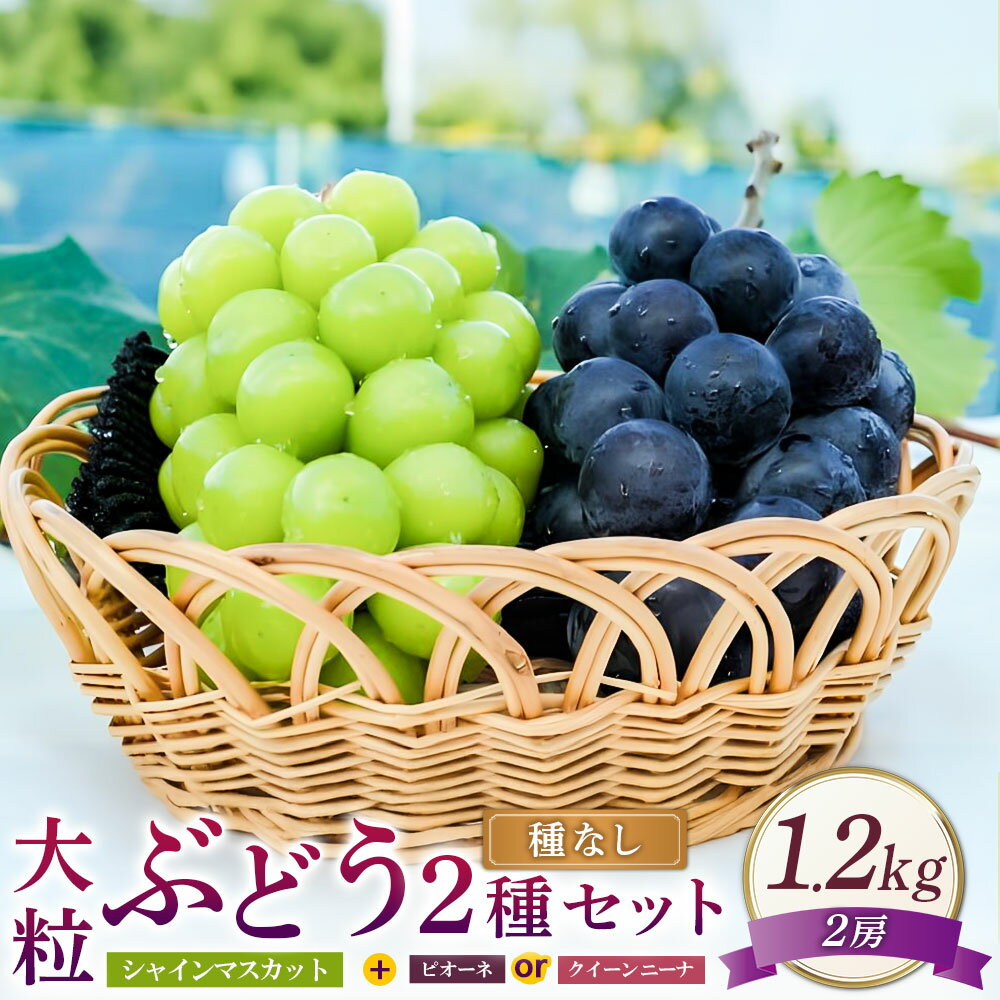 大粒 ぶどう 2種 セット シャインマスカット 他 2房 約1.2kg ピオーネ または クイーンニーナ マスカット ぶどう 種なし 果物 くだもの フルーツ 詰め合わせ 常温 岡山県 美咲町 送料無料【2025年10月上旬～12月上旬発送予定】