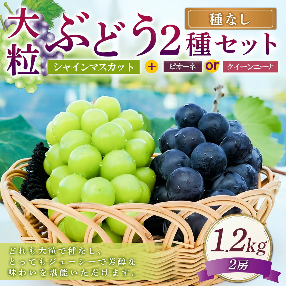 【ふるさと納税】大粒 ぶどう 2種 セット シャインマスカット 他 2房 約1.2kg ピオーネ または クイーンニーナ マスカット ぶどう 種なし 果物 くだもの フルーツ 詰め合わせ 常温 岡山県 美咲町 送料無料【2025年10月上旬～12月上旬発送予定】 サムネイル2