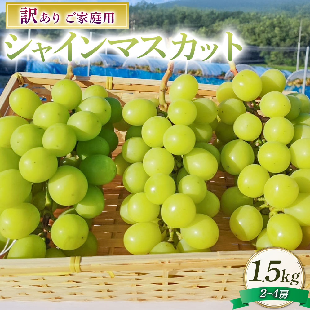訳あり シャインマスカット 2～4房 約1.5kg ご家庭用 マスカット ぶどう ブドウ 葡萄 種なし 果物 くだもの フルーツ 詰め合わせ おやつ デザート 常温 岡山県産 岡山県 美咲町 送料無料【2025年10月上旬～12月上旬発送予定】