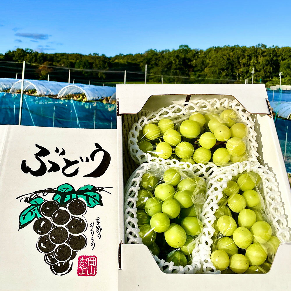 【ふるさと納税】訳あり シャインマスカット 2～4房 約1.5kg ご家庭用 マスカット ぶどう ブドウ 葡萄 種なし 果物 くだもの フルーツ 詰め合わせ おやつ デザート 常温 岡山県産 岡山県 美咲町 送料無料【2025年10月上旬～12月上旬発送予定】 サムネイル3