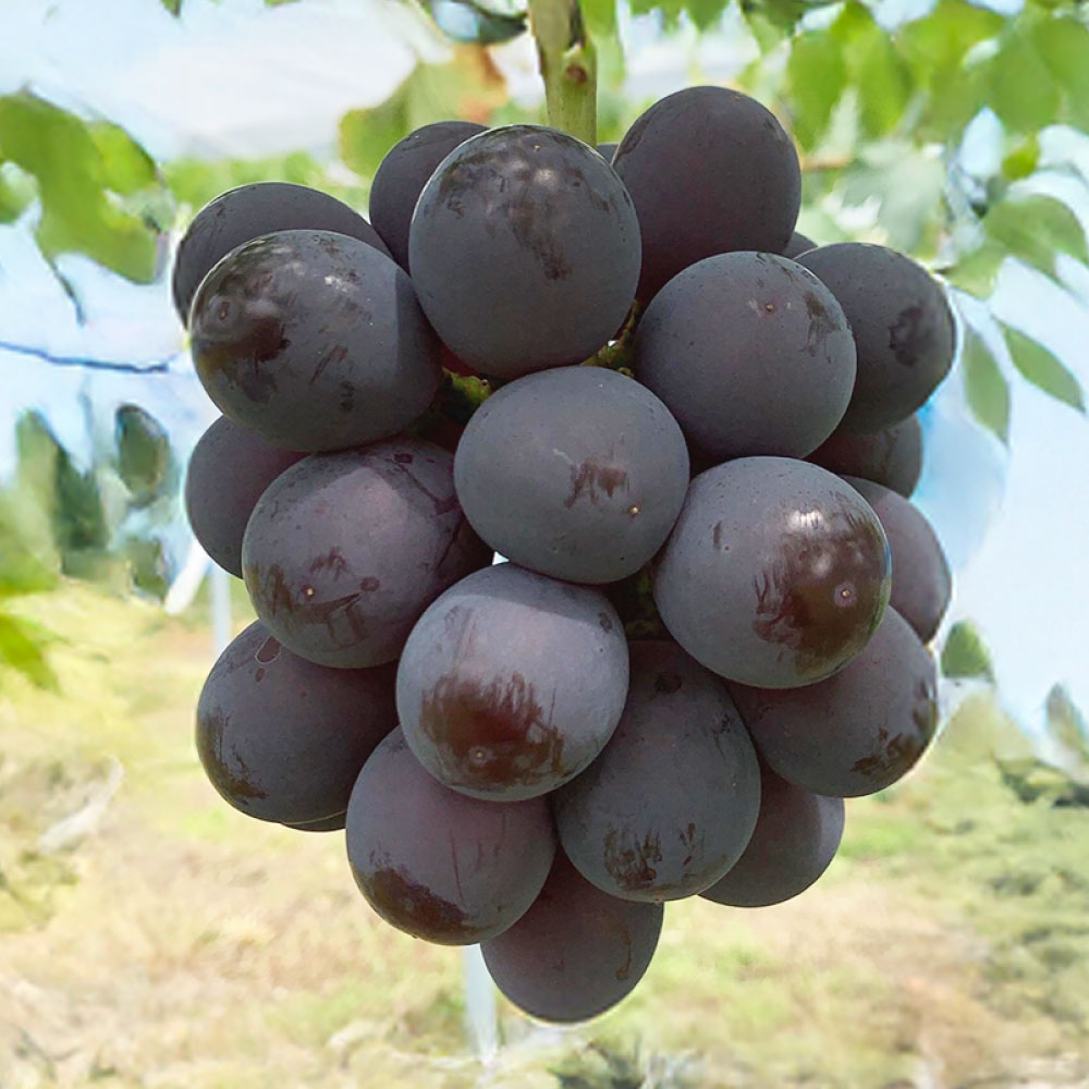 ＜選べる容量＞ ぶどう ニュー ピオーネ 2房 （合計1.2kg以上） ／ 3～4房 （合計2kg以上） 2026年 先行予約 ブドウ 葡萄 ニューピオーネ 岡山県産 国産 フルーツ 果物 ギフト 河本農園 岡山県 美咲町 冷蔵 送料無料 【2026年8月下旬発送予定】