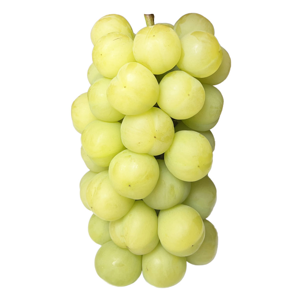 ぶどう 瀬戸ジャイアンツ 3房 （合計2kg以上） 2026年 先行予約 桃太郎ぶどう ブドウ 葡萄 皮ごと 岡山県産 国産 フルーツ 果物 河本農園 岡山県 美咲町 冷蔵 送料無料 【2026年9月上旬～9月下旬発送予定】