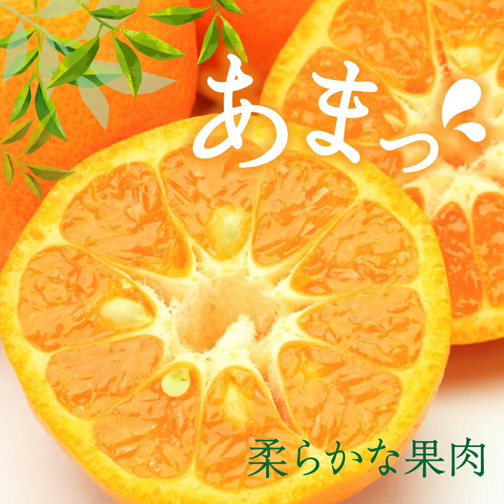 【ふるさと納税】先行予約 ポンカン【内容量が選べる】 約 5kg / 約10kg 【2026年1月中旬～発送】みかん 蜜柑 フルーツ 果物 柑橘 ビタミンC 甘い 完熟 ジューシー ジュース 上神農園 食物繊維 クエン酸 疲労回復 瀬戸内海 お取り寄せ 送料無料 産地直送 国産 広島県 呉市 サムネイル2