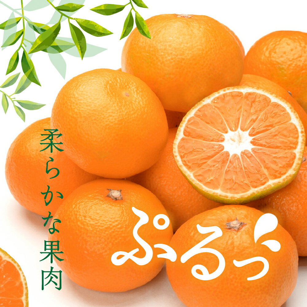 【ふるさと納税】上神農園の 早生みかん 選べる内容量 約5kg / 約10kg【2025年11月中旬～発送】ミカン 蜜柑 フルーツ 果物 柑橘 お取り寄せ 国産 国内産 早生 わせ 果肉 果実 果汁 ジューシー 甘味 酸味 甘い 爽やか ジュース 瀬戸内海 広島県 呉市 サムネイル3