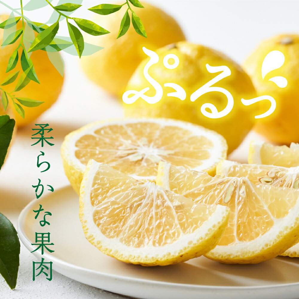 【ふるさと納税】 先行予約 上神農園 の はるか 約 5kg / 約 10kg【2026年2月下旬～発送】ミカン 蜜柑 フルーツ 果物 柑橘 お取り寄せグルメ 先行受付 爽やか 酸味 甘い さっぱり 日向夏 果肉 ジューシー 果汁 マーマレード 皮まで食べられる 国産 送料無料 広島県 呉市 サムネイル2