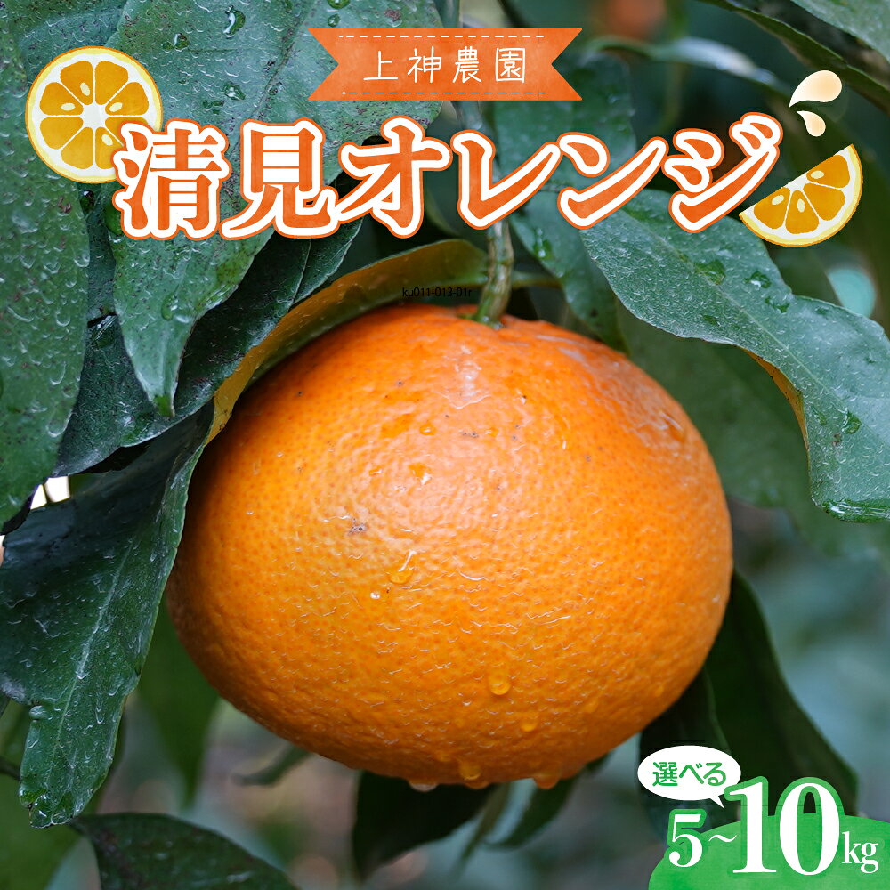 先行予約 上神農園 の 清見オレンジ 約 5kg / 約 10kg【2026年3月上旬～発送】ミカン 蜜柑 フルーツ 果物 柑橘 ビタミンC お取り寄せ 産地直送 国産 国内産 オレンジ 果汁 たっぷり ジューシー 甘い 爽やか 温州みかん 瀬戸内海 清見 先行受付 広島県 呉市