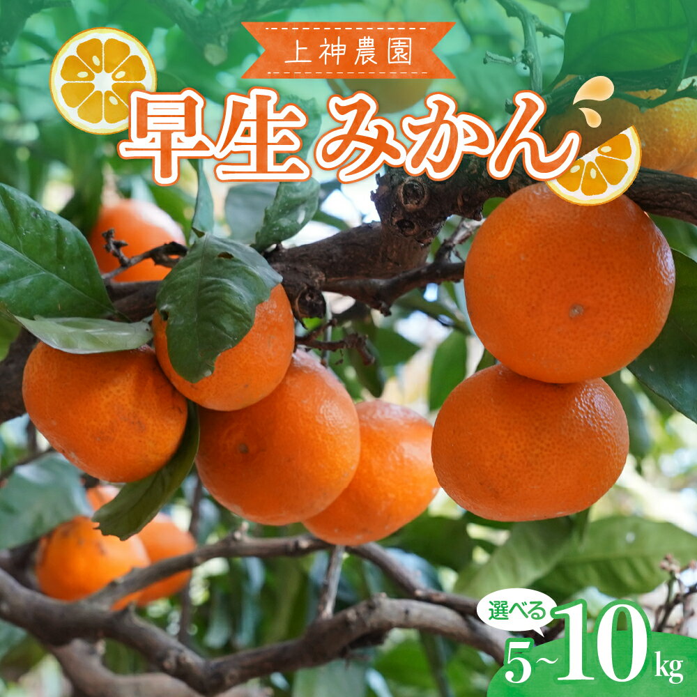 上神農園の 早生みかん 選べる内容量 約5kg / 約10kg【2025年11月中旬～発送】ミカン 蜜柑 フルーツ 果物 柑橘 お取り寄せ 国産 国内産 早生 わせ 果肉 果実 果汁 ジューシー 甘味 酸味 甘い 爽やか ジュース 瀬戸内海 広島県 呉市