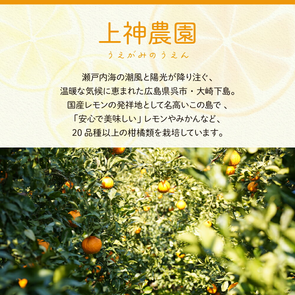 【ふるさと納税】先行予約 ジュース用 レモン 約 2.5kg / 約 5kg / 約 10kg【2025年11月～発送】 檸檬 柑橘 果物 フルーツ レモネード お取り寄せ 栽培期間中低農薬 防腐剤不使用 ワックス不使用 ジューシー 果汁 レモン汁 レモン飲料 産地直送 数量限定 お試し 広島県 呉市 サムネイル3