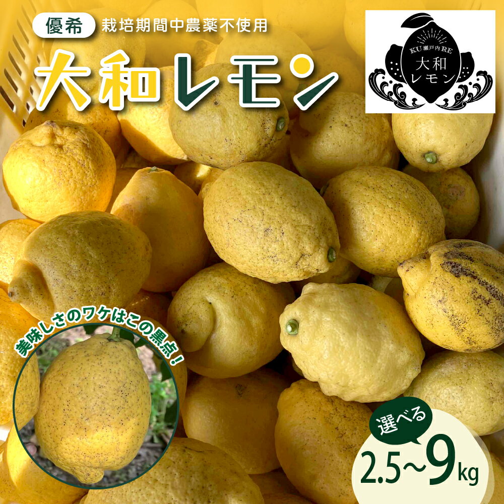 先行予約 大和レモン 選べる内容量 栽培期間中 農薬不使用 2.5kg / 4.5kg / 9kg 【2025年10月中旬～発送】新鮮 発送日に収穫 檸檬 レモン 果物 くだもの フルーツ 柑橘 産地直送送料無料 数量限定 大容量 広島県 呉市