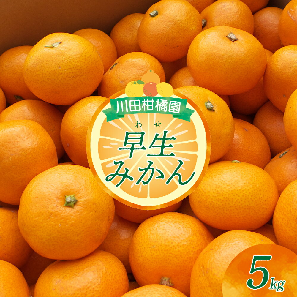 川田柑橘園 広島 大長産 「 早生 みかん 」5kg ミカン 蜜柑 フルーツ 果物 柑橘 お取り寄せグルメ 国産 国内産 コク 爽やかな酸味 甘味 濃厚 大長 大長みかん 温州みかん ジューシー 数量限定 期間限定 先行予約 広島県 呉市