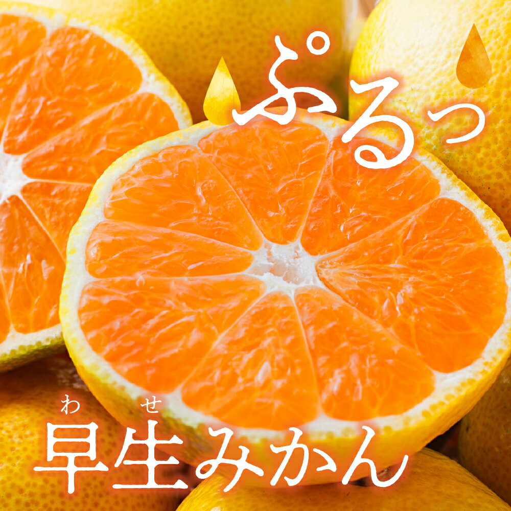 【ふるさと納税】川田柑橘園 広島 大長産 「 早生 みかん 」5kg ミカン 蜜柑 フルーツ 果物 柑橘 お取り寄せグルメ 国産 国内産 コク 爽やかな酸味 甘味 濃厚 大長 大長みかん 温州みかん ジューシー 数量限定 期間限定 先行予約 広島県 呉市 サムネイル2