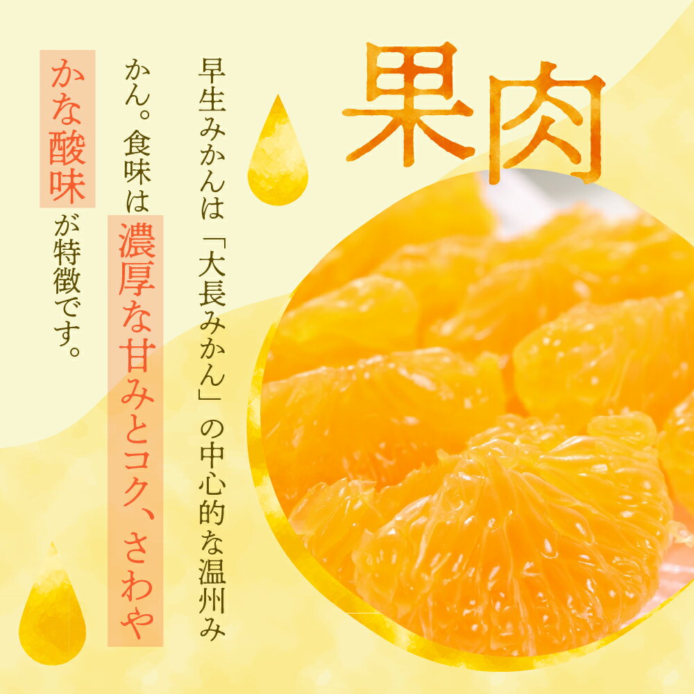 【ふるさと納税】川田柑橘園 広島 大長産 「 早生 みかん 」5kg ミカン 蜜柑 フルーツ 果物 柑橘 お取り寄せグルメ 国産 国内産 コク 爽やかな酸味 甘味 濃厚 大長 大長みかん 温州みかん ジューシー 数量限定 期間限定 先行予約 広島県 呉市 サムネイル3