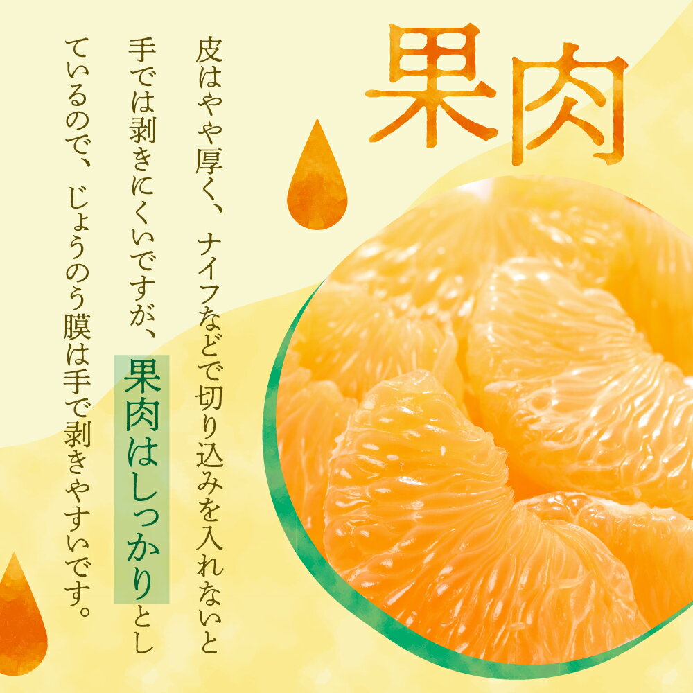 【ふるさと納税】【 2026年 1月 下旬～発送】川田柑橘園 広島県産 「紅八朔」4kg / 8kg 内容量 が 選べる はっさく みかん ミカン 蜜柑 フルーツ 果物 柑橘 ビタミンC お取り寄せ 国産 国内産 広島県 呉市 甘味 濃厚 さっぱり ジューシー 酸味 瀬戸内海 送料無料 産地直送 サムネイル3