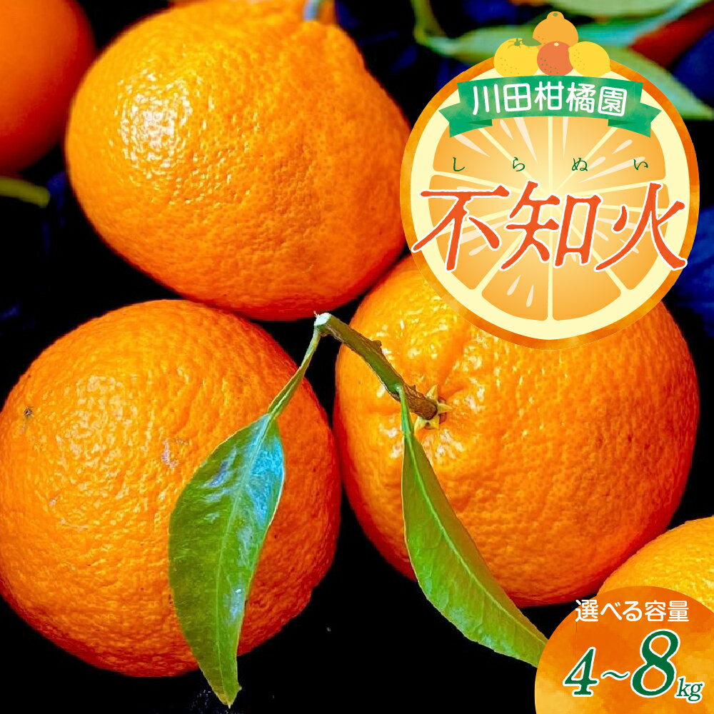 川田柑橘園 広島県産 大長柑橘 「 不知火 ( しらぬい )」 選べる 4kg / 8kg みかん 蜜柑 フルーツ 果物 柑橘 ビタミンC クエン酸 濃厚 甘味 爽やか 酸味 糖度 果汁 たっぷり ジューシー 2月 3月 冬 旬 お取り寄せ 数量限定 送料無料 国産 国内産 広島県 呉市