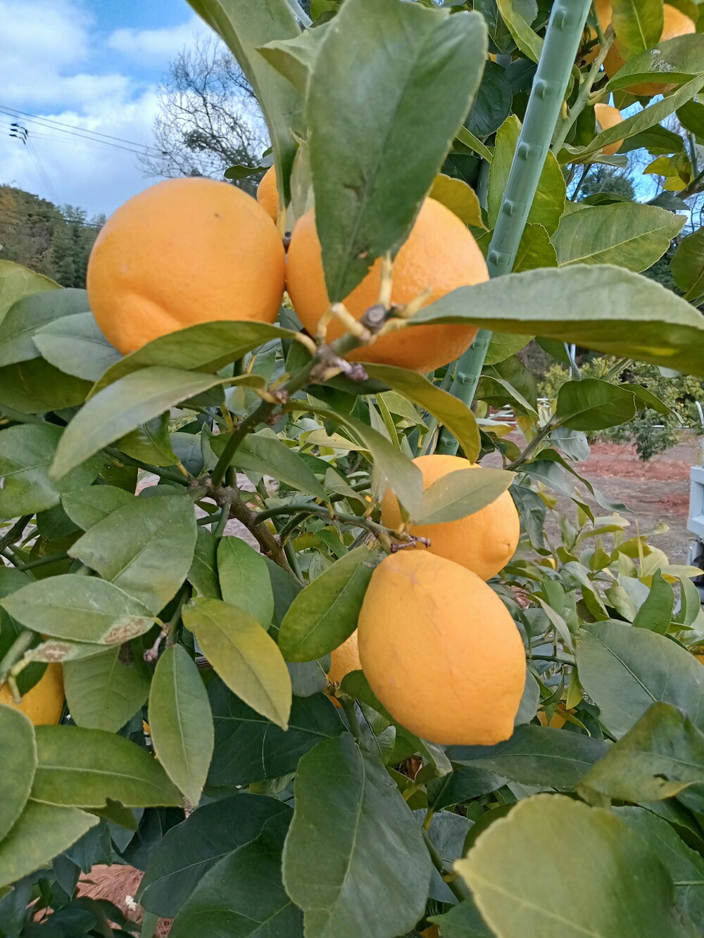 【ふるさと納税】先行予約 広島県 呉市 大崎下島産 レモン 約 5kg【2025年10月初旬～発送】瀬戸内 檸檬 生産量日本一 広島県産 産地直送 送料無料 果物 フルーツ 柑橘 12月初旬までは グリーンレモン それ以降は イエローレモン お取り寄せグルメ 国産 先行受付 サムネイル2
