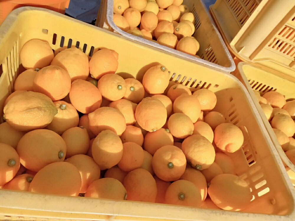 【ふるさと納税】先行予約 広島県 呉市 大崎下島産 レモン 約 5kg【2025年10月初旬～発送】瀬戸内 檸檬 生産量日本一 広島県産 産地直送 送料無料 果物 フルーツ 柑橘 12月初旬までは グリーンレモン それ以降は イエローレモン お取り寄せグルメ 国産 先行受付 サムネイル3