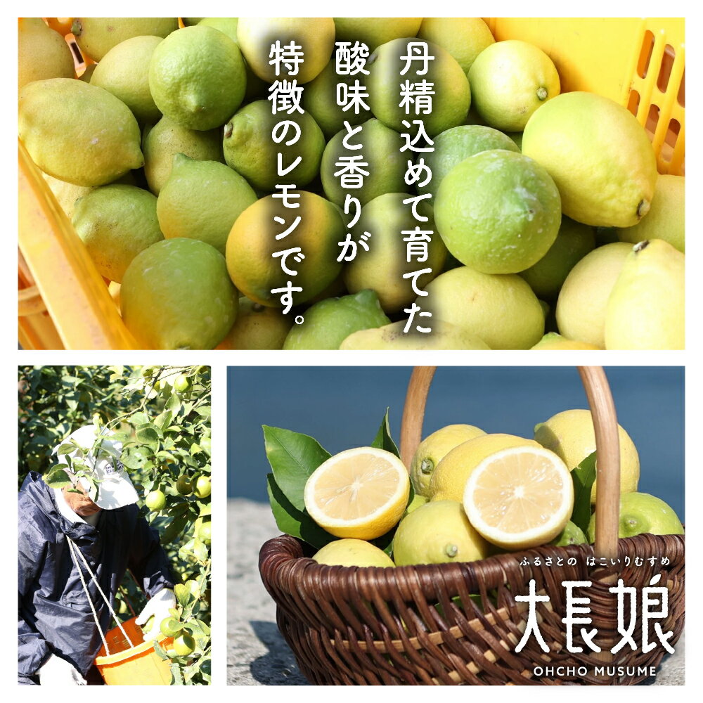 【ふるさと納税】先行予約 大長プロジェクト 大長娘 檸檬 約 5kg / 約 10kg【2025年11月上旬～発送】内容量が選べる 瀬戸内 柑橘 レモン 生産量日本一 広島 産地直送 送料無料 果物 フルーツ グリーンレモン イエローレモン フレッシュ 先行受付 数量限定 大容量 広島県 呉市 サムネイル2