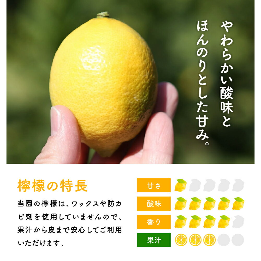 【ふるさと納税】先行予約 大長プロジェクト 大長娘 檸檬 約 5kg / 約 10kg【2025年11月上旬～発送】内容量が選べる 瀬戸内 柑橘 レモン 生産量日本一 広島 産地直送 送料無料 果物 フルーツ グリーンレモン イエローレモン フレッシュ 先行受付 数量限定 大容量 広島県 呉市 サムネイル3