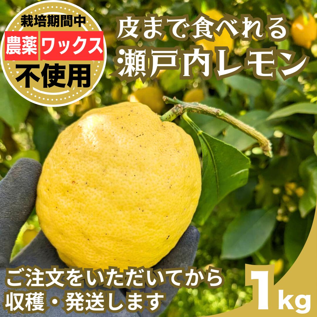 【予約販売】注文後収穫 瀬戸内レモン 1kg 栽培期間農薬不使用 ワックス不使用 皮まで食べれる | レモン 檸檬 せとうちレモン 農薬不使用 化学肥料不使用 子どもに安心 レモンジャム レモンスイーツ レモン麹 ※2026年1月より配送開始