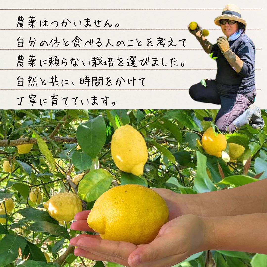【ふるさと納税】【予約販売】注文後収穫 瀬戸内レモン 1kg 栽培期間農薬不使用 ワックス不使用 皮まで食べれる | レモン 檸檬 せとうちレモン 農薬不使用 化学肥料不使用 子どもに安心 レモンジャム レモンスイーツ レモン麹 ※2026年1月より配送開始 サムネイル2