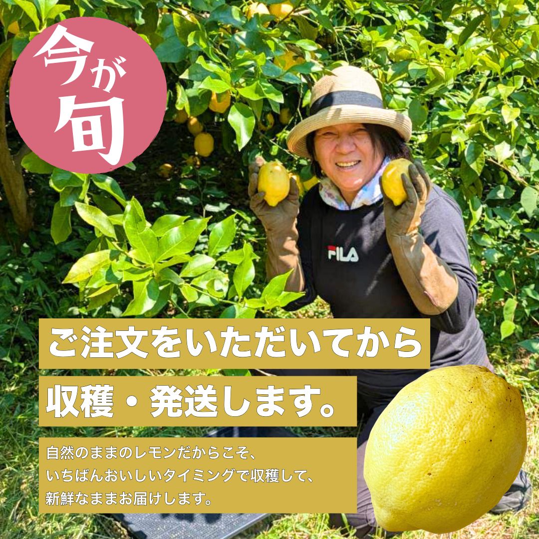 【ふるさと納税】【予約販売】注文後収穫 瀬戸内レモン 1kg 栽培期間農薬不使用 ワックス不使用 皮まで食べれる | レモン 檸檬 せとうちレモン 農薬不使用 化学肥料不使用 子どもに安心 レモンジャム レモンスイーツ レモン麹 ※2026年1月より配送開始 サムネイル3
