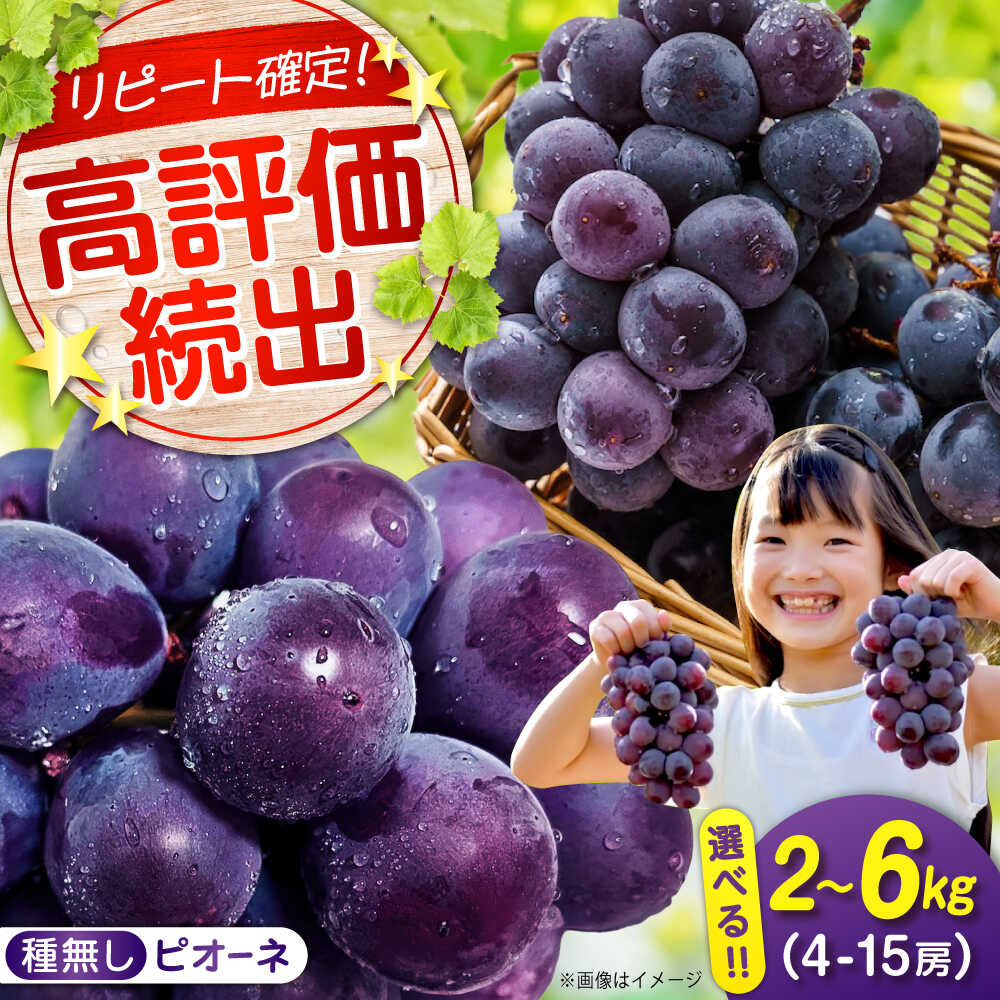 【選べる容量】期間限定/8月下旬〜9月上旬頃発送 沼隈ぶどう「ピオーネ」 約2kg 約4kg 約6kg（種なし） 広島県福山市/福山市農業協同組合　沼隈グリーンセンター ぶどう ブドウ 葡萄 種なし 大粒 ピオーネ[BAEV002]