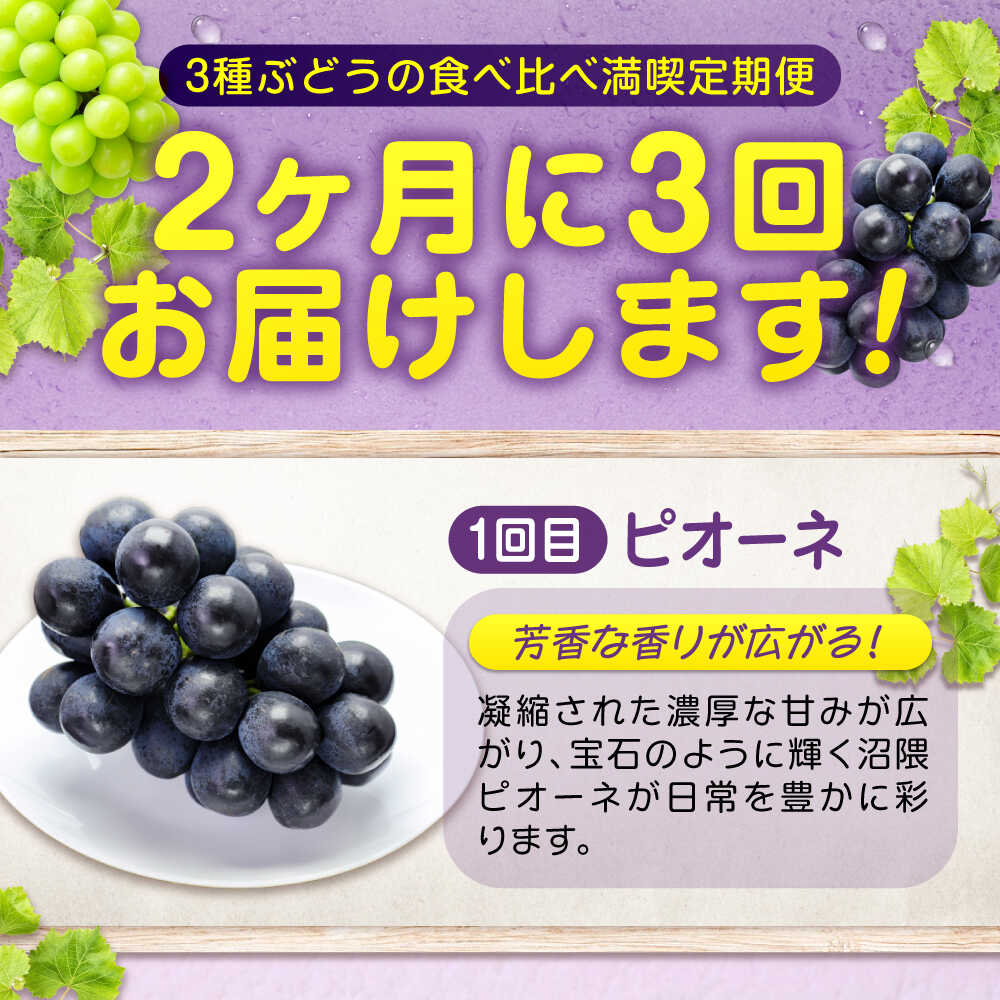 【ふるさと納税】【全3回定期便】期間限定 贅沢3種の沼隈ぶどう定期便 各2kg (ピオーネ シャインマスカット ニューベリーA) 広島県福山市/福山市農業協同組合　沼隈グリーンセンター ぶどう ブドウ 葡萄 種なし 大粒[BAEV003] - 画像2