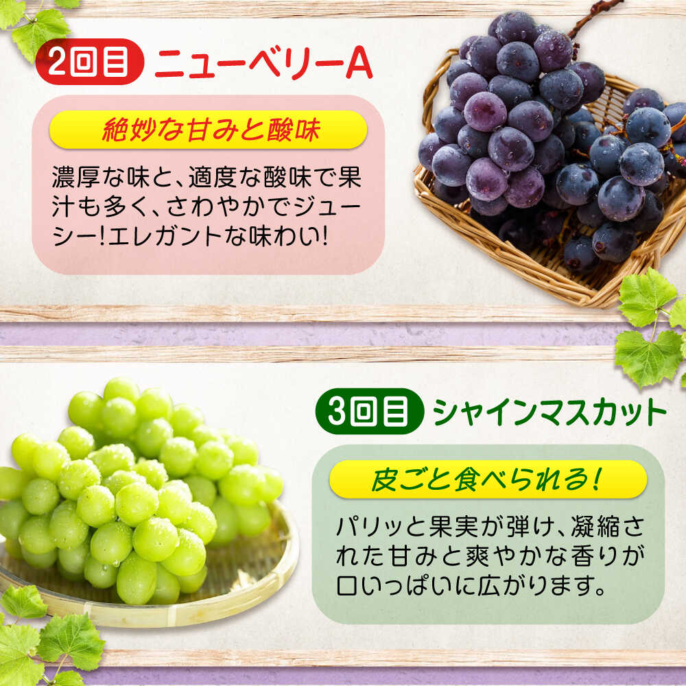 【ふるさと納税】【全3回定期便】期間限定 贅沢3種の沼隈ぶどう定期便 各2kg (ピオーネ シャインマスカット ニューベリーA) 広島県福山市/福山市農業協同組合　沼隈グリーンセンター ぶどう ブドウ 葡萄 種なし 大粒[BAEV003] - 画像3