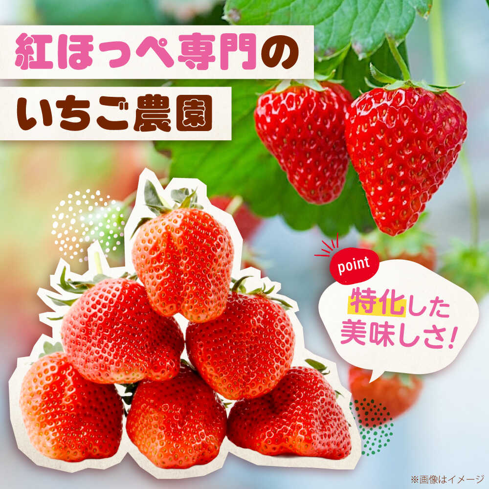 【ふるさと納税】【先行予約】紅ほっぺ 280g×4パック 2026年1月以降順次発送 広島県福山市/立花いちご農園 いちご 苺 イチゴ 紅ほっぺ フルーツ 産地直送[BAFN001] サムネイル2
