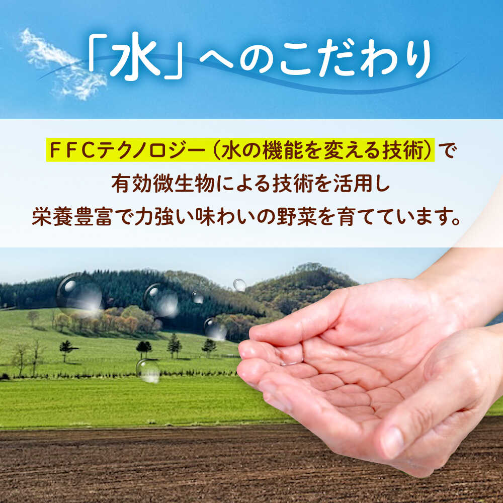 【ふるさと納税】愛菜連のおまかせ野菜パック（4人用）野菜詰合せ 旬 旬の野菜 野菜セット 産地直送 ミネラル ビタミン 豊富 おすすめ 人気 送料無料 新鮮 とれたて 季節の野菜 詰め合わせ 定期便 宅配 安心 健康 ふるさと納税 広島県福山市/マルフク株式会社[BAFW001] - 画像3