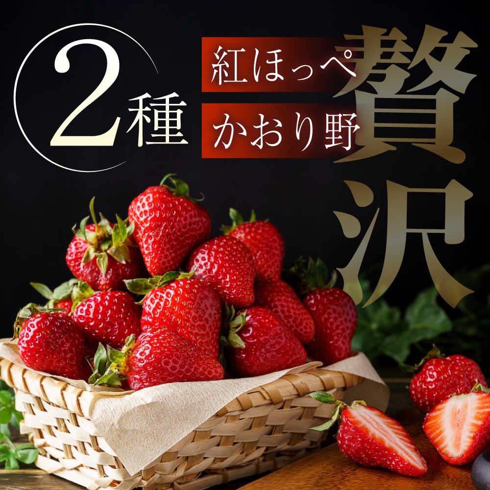 【ふるさと納税】【2026年1月以降順次発送】先行予約 産地直送厳選「紅ほっぺ・かおり野」2パックセット（計270g以上）いちご イチゴ 苺 紅ほっぺ かおり野 ブランド 送料無料 産地直送 新鮮 食べ比べ 詰め合わせ 10000円 1万円 広島県福山市/びんごファーム[BAFY001] サムネイル2
