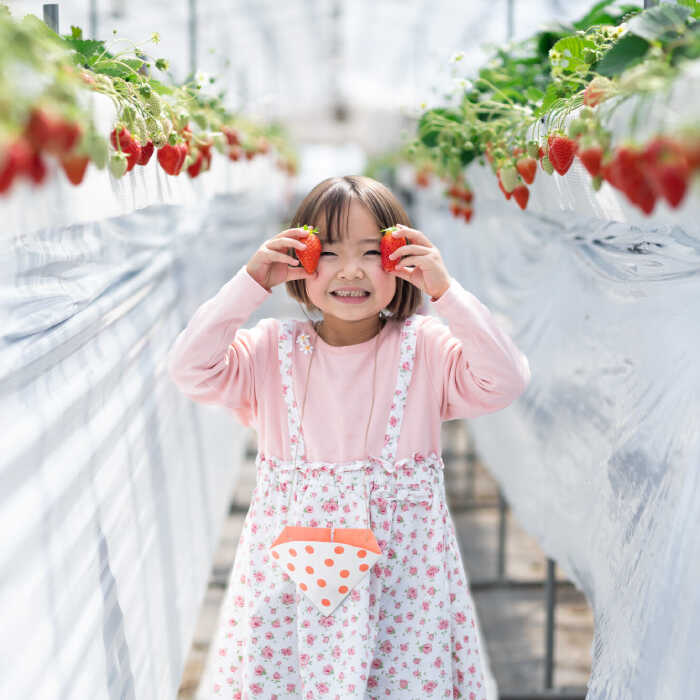 【ふるさと納税】 体験チケット 季節の果物狩り（2名様分） フルーツ狩り 果物 フルーツ 親子 子連れ 子供 子ども ファミリー 食べ比べ ペアチケット 家族旅行 お出かけ レジャー デート 思い出作り 体験型 人気 観光 15000円 15,000円 三次市/平田観光農園[APAA001] - 画像3