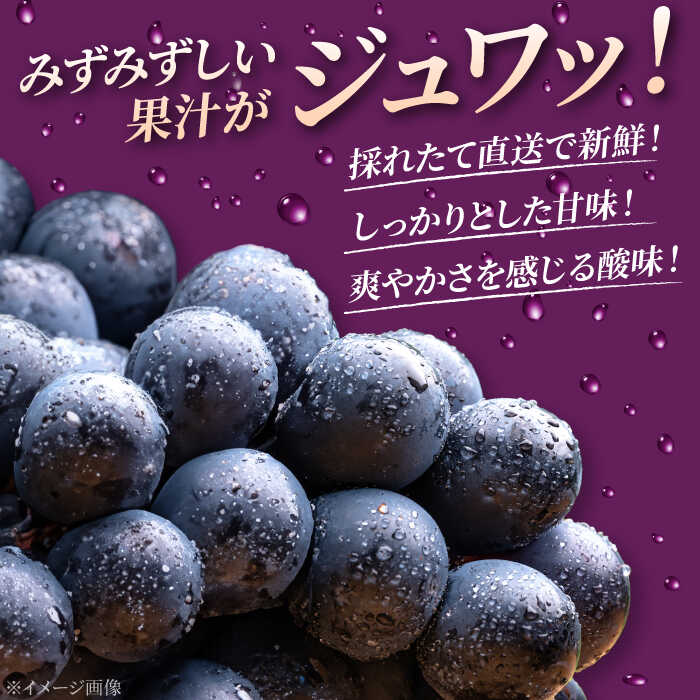 【ふるさと納税】【2026年先行予約】 ニューピオーネ 4房（約2kg） ＜8月下旬頃から順次発送＞ 三次の葡萄 種なし ぶどう ピオーネ ギフト フルーツ 果物 ブドウ 露地栽培 贈答用 大粒 甘い ジューシー 皮ごと 産地直送 おすすめ 人気 三次市 / 黒瀬ぶどう園 [APAB001] - 画像2