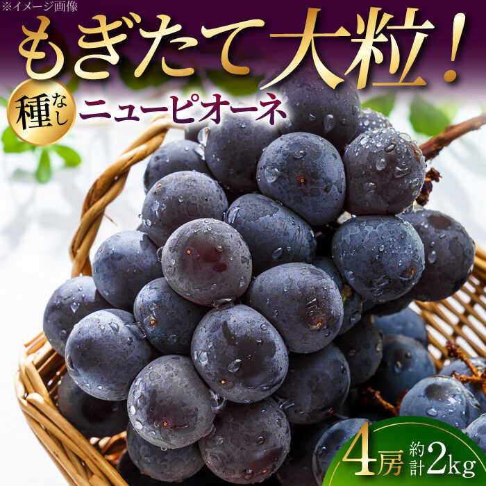 【2026年先行予約】 ニューピオーネ 4房（約2kg） ＜8月下旬頃から順次発送＞ 三次の葡萄 種なし ぶどう ピオーネ ギフト フルーツ 果物 ブドウ 露地栽培 贈答用 大粒 甘い ジューシー 皮ごと 産地直送 おすすめ 人気 三次市 / 黒瀬ぶどう園 [APAB001]