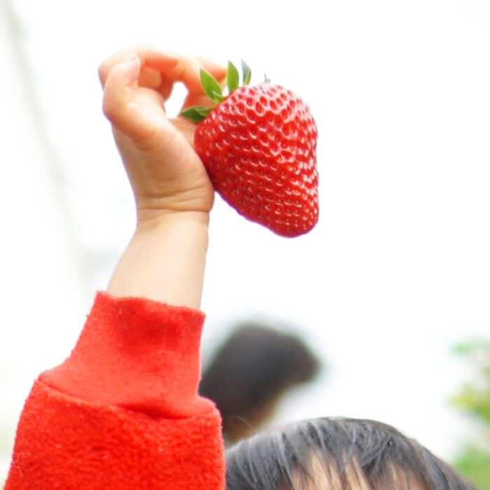 【ふるさと納税】【数量限定70個】【先行予約】【1月上旬から順次発送】 いちご 大前農園の完熟いちご＆完熟いちごジャムセット いちご さちのか イチゴ 苺 ジャム いちごジャム フルーツジャム イチゴジャム ベリー フルーツ 広島 ふるさと納税 三次市/大前農園[APAS002] サムネイル3