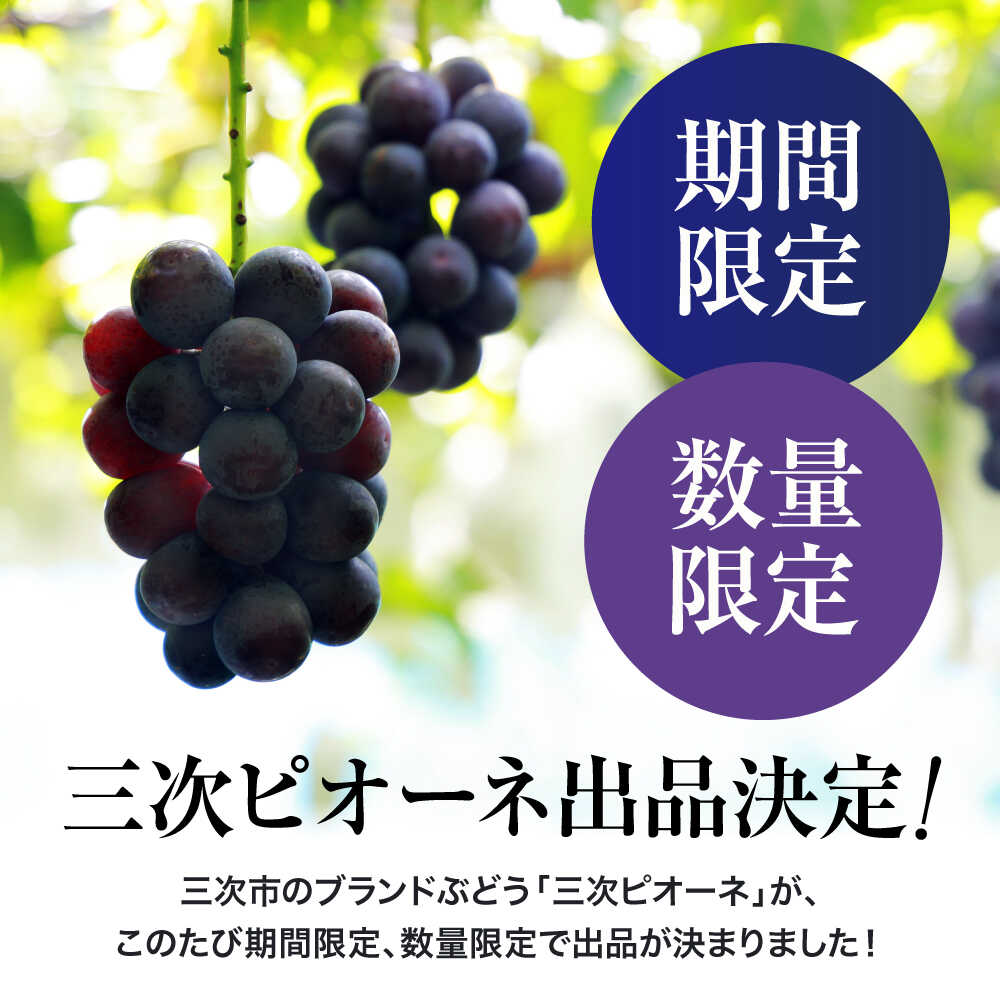 【ふるさと納税】三次ピオーネ ハウス栽培ム印 1kg （2房）【先行予約／数量限定】＜7月中旬頃から順次発送＞ ピオーネ 100セット限定 ぶどう 葡萄 ブドウ フルーツ 果物 黒い真珠 果物 贈り物 種なし 人気 おすすめ 広島 三次 三次市 / 三次ピオーネ生産組合 [APBD001] - 画像2