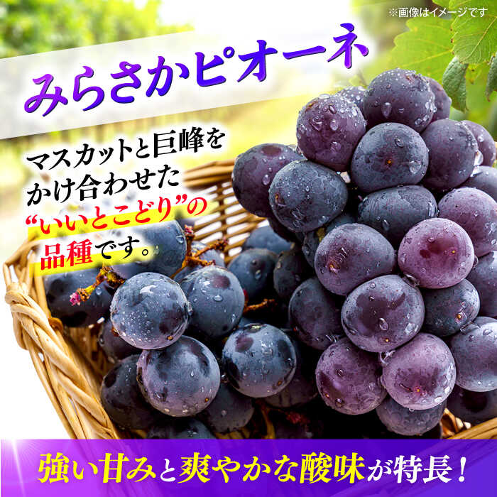 【ふるさと納税】【数量限定・先行予約】 ピオーネ みらさかピオーネ（露地栽培）2kg 4から5房入 ＜8月下旬頃から9順次発送＞ぶどう 葡萄 ブドウ フルーツ 果物 種なし 贈答 ギフト 人気 おすすめ 広島 三次 ふるさと納税 三次市/みらさかピオーネ直売所[APBE004] - 画像2