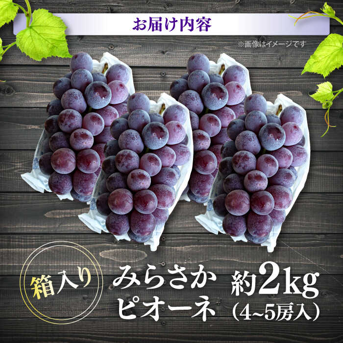 【ふるさと納税】【数量限定・先行予約】 ピオーネ みらさかピオーネ（露地栽培）2kg 4から5房入 ＜8月下旬頃から9順次発送＞ぶどう 葡萄 ブドウ フルーツ 果物 種なし 贈答 ギフト 人気 おすすめ 広島 三次 ふるさと納税 三次市/みらさかピオーネ直売所[APBE004] - 画像3