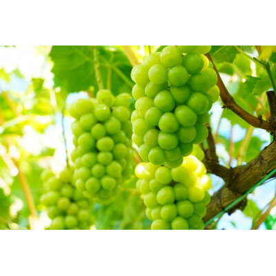 【ふるさと納税】【先行予約 2026年発送】シャインマスカット2房セット【配送不可地域：離島・北海道・沖縄県】【1465047】 サムネイル2