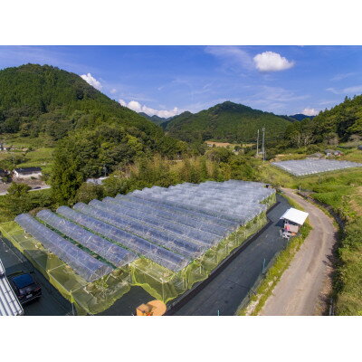 【ふるさと納税】【先行予約 2026年発送】シャインマスカット2房セット【配送不可地域：離島・北海道・沖縄県】【1465047】 サムネイル3