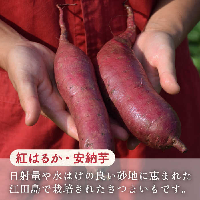 【ふるさと納税】【全12回定期便】さつまいも 芋 江田島の本格芋焼酎 てくてくの飲み比べセット【紅はるか＆安納芋】各720ml さつまいも 人気 美容 酒 食事 ギフト プレゼント 江田島市/峰商事 合同会社[XAD023] さつまいも 芋 サツマイモ やきいも スイーツ お菓子 サムネイル3