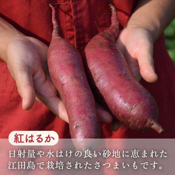 【ふるさと納税】【全6回定期便】さつまいも 芋 江田島の本格芋焼酎 てくてく【紅はるか】720ml×1本 さつまいも 人気 美容 酒 食事 ギフト プレゼント 江田島市/峰商事 合同会社[XAD025] さつまいも 芋 サツマイモ やきいも スイーツ お菓子 サムネイル3